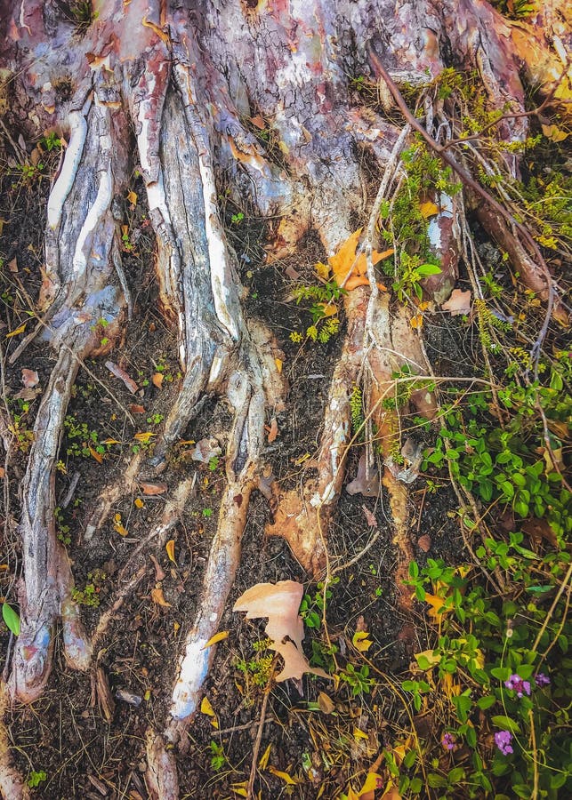 Tree Roots with Green Leaves Plant on the Ground Stock Photo Image of
