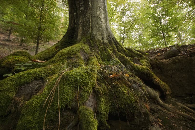 Tree roots with green moss on a cliff royalty free stock image