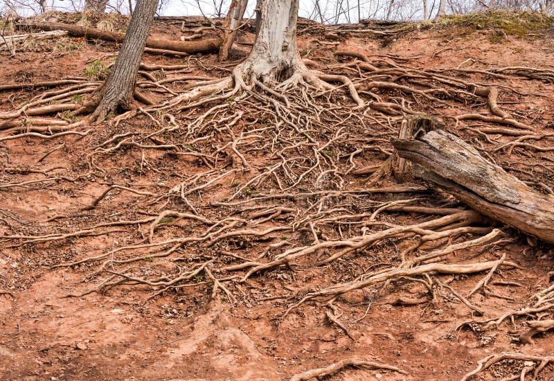 Tree And Roots Growing On Top Of Rocks Stock Image Image of growing