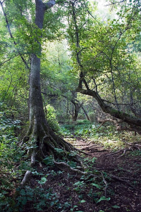 This is a shot of a tree with exposed tree roots on the trail at a nature preserve in Beulah, Michigan. Trapp Farm Nature Preserve. This is a shot of a tree with exposed tree roots on the trail at a nature preserve in Beulah, Michigan. Trapp Farm Nature Preserve.