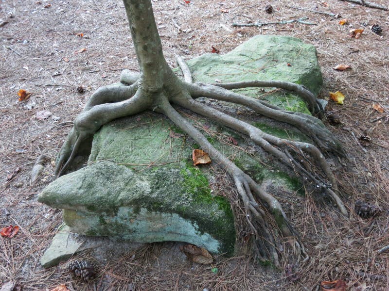 Tree roots hugging rock