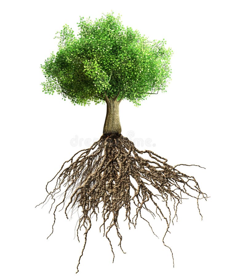 tree roots png