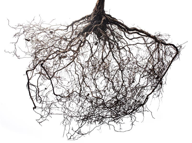 Tree roots isolated on white background royalty free stock images