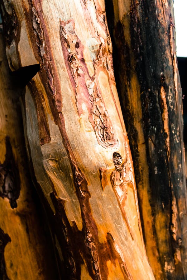 A Tree Without Roots A Tree without Roots is Just a Piece of Wood Stock Image - Image of