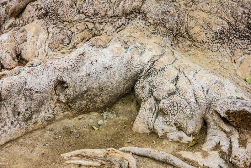 Tree Roots, Plane Tree Trunk Stock Photo Image of environmental