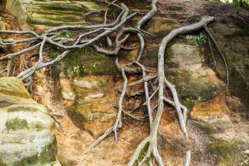 Tree roots on a rocky surface stock photo Tree roots on a rocky surface stock photo
