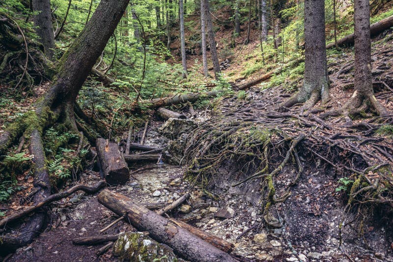 Les v Slovenskom raji