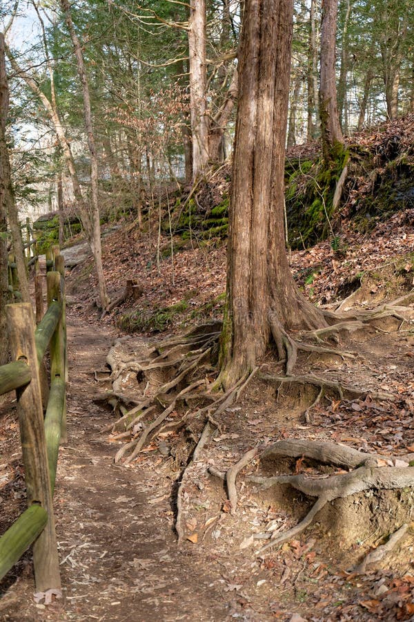 Tree roots on a trail stock photo. Image of foreground 268448224