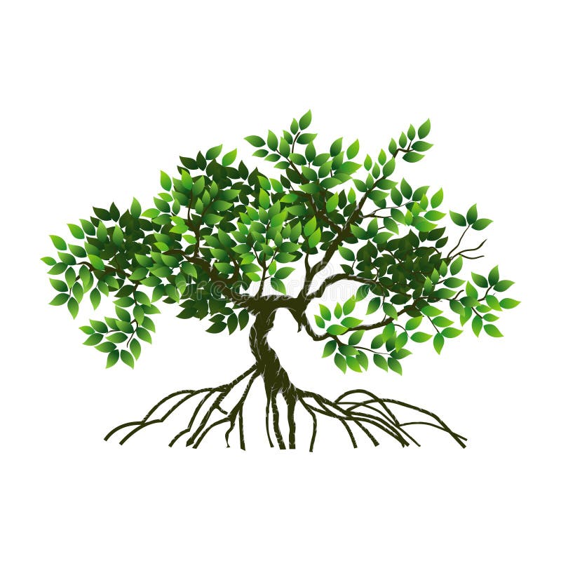 Mangrove Tree and roots vector illustration vector illustration Mangrove Tree and roots vector illustration vector illustration