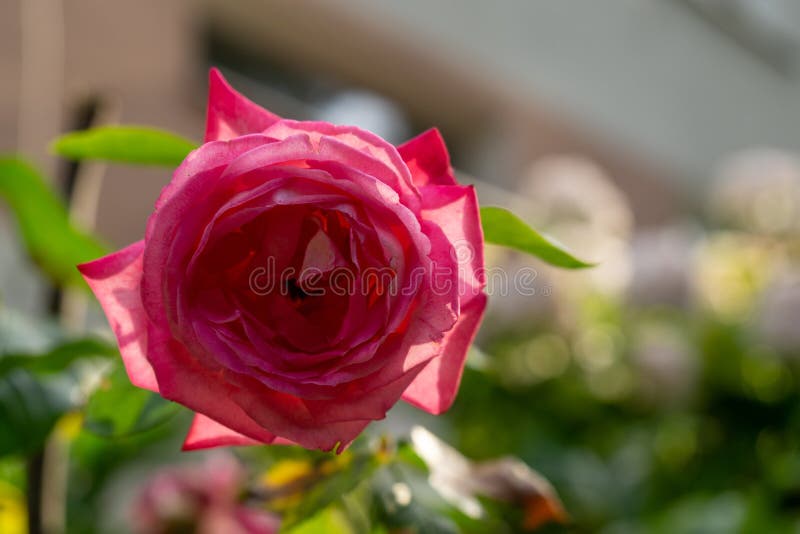 Beautiful purple Lavender flower in the garden or nature.Tree rose flower blooming in the nature or garden.