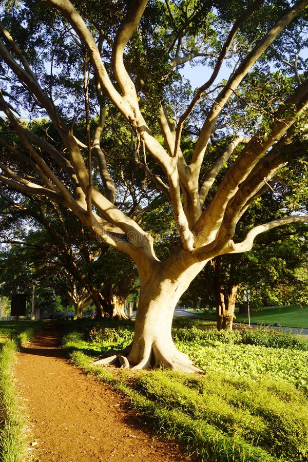 Tree in Royal Botanical Gardens in Sydney Stock Image Image of