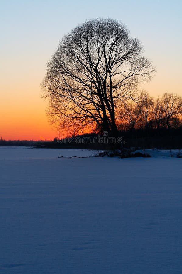 Tree s silhouette