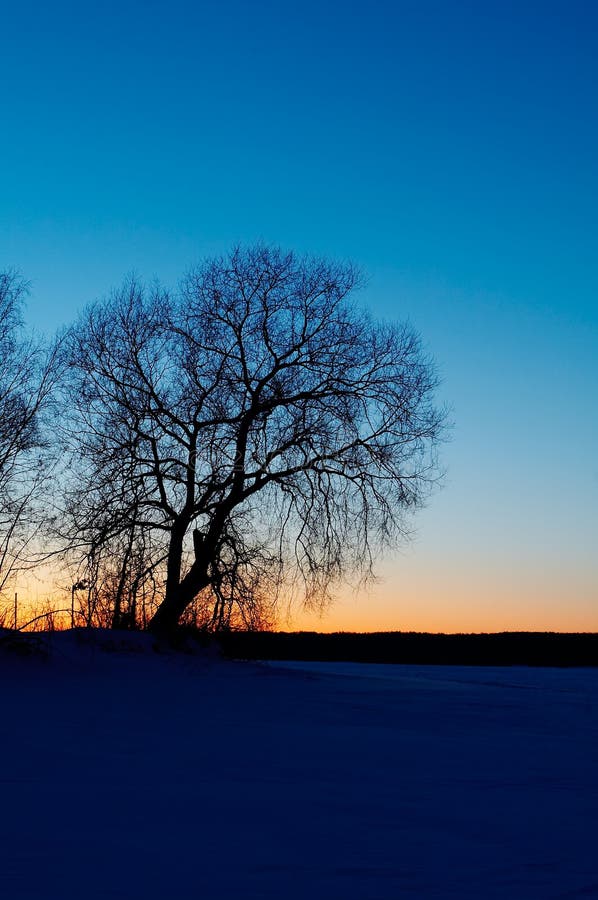 Tree s silhouette