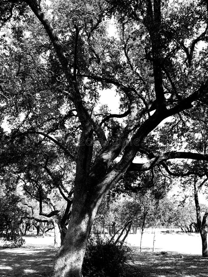 The Trees of Central Texas stock image. Image of trees 165492239