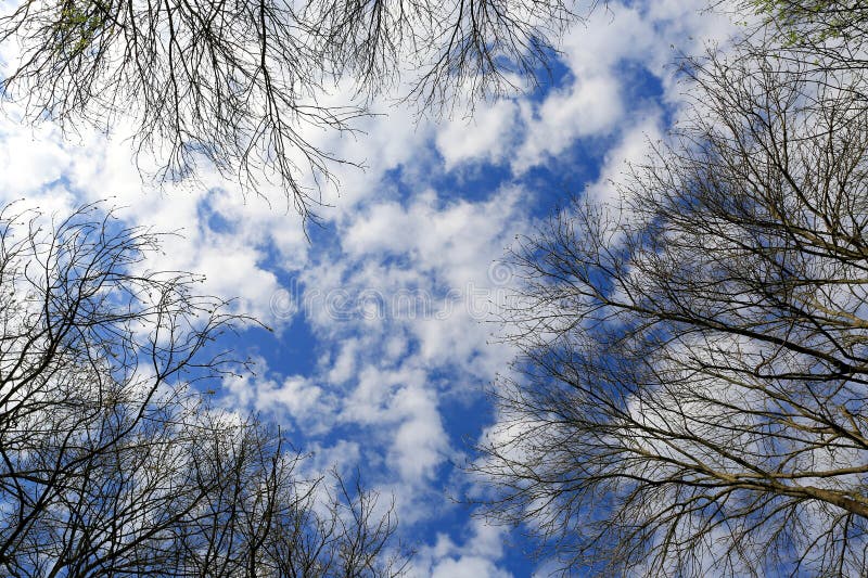 Tree\'s top on spring sky background stock images