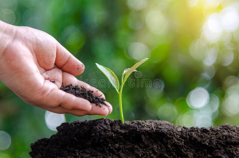 Tree sapling hand planting sprout in soil with sunset close up male hand planting young tree over green background