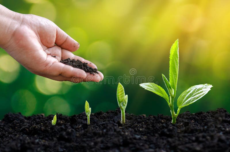 Tree sapling hand planting sprout in soil with sunset close up male hand planting young tree over green background