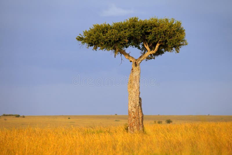 Tree in a savanna stock image. Image of dawn, grassland 215524411