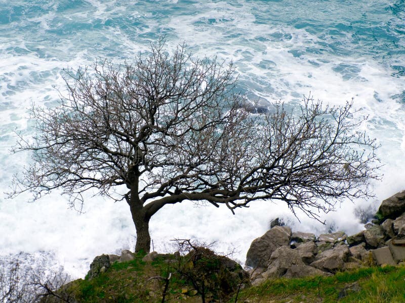 Tree on seashore.