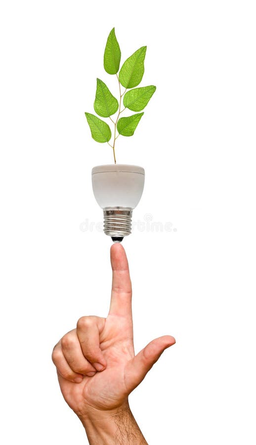 Tree seedling in lamp