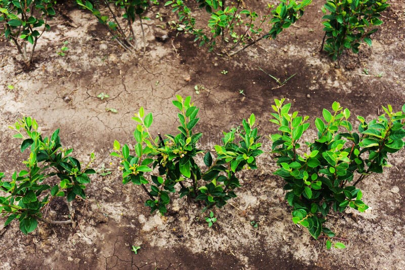 Tree Seedlings Growing in Dry Soil. Growing Plants on a Personal Plot