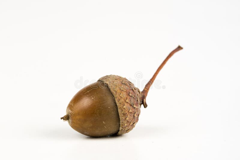 acorn tree seed acorn tree seed