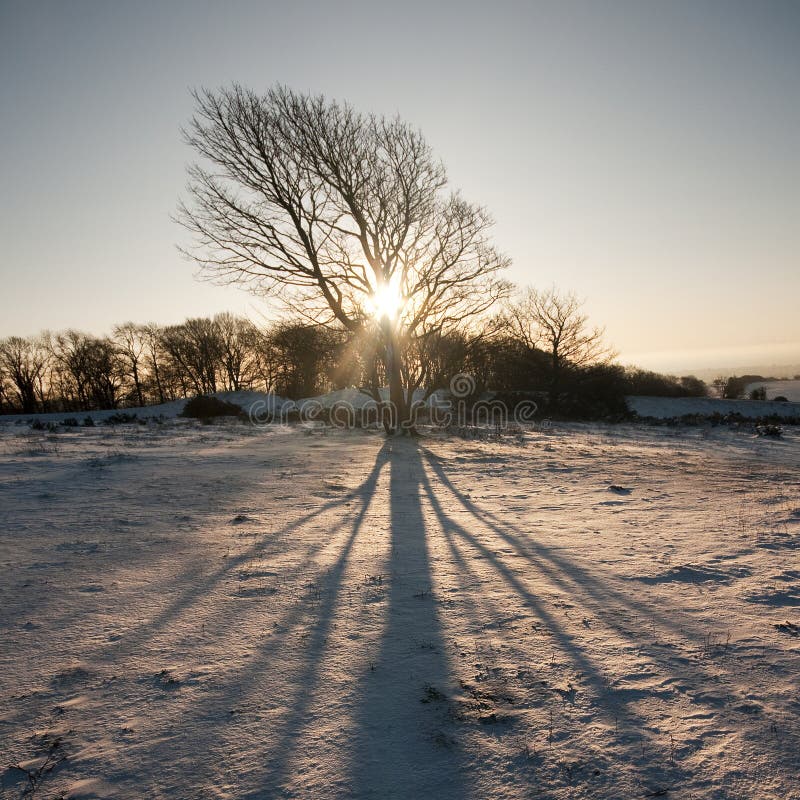 Tree shadow