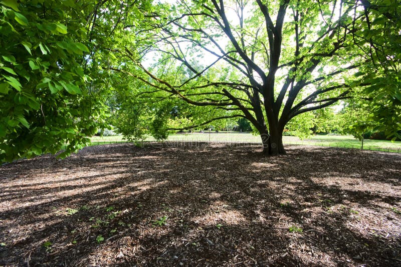 Tree shadow