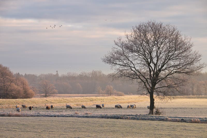 Tree and sheep in rimed winter landscape while a flock of bird is passing by