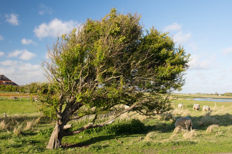 Tree and sheep in the Horspolders at Dutch Texel