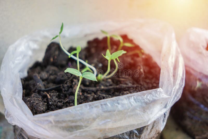 139 Tree Shoots Grow Morning Sun Stock Photos Free & RoyaltyFree