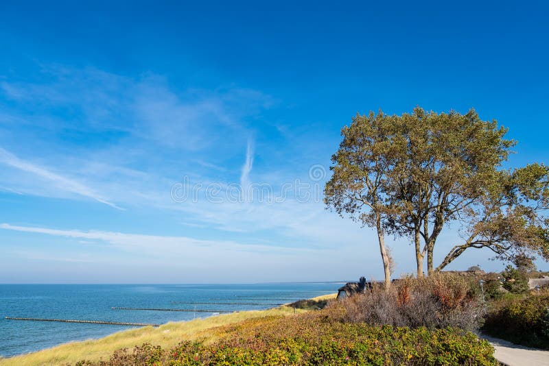 Tree on shore of the Baltic Sea in Ahrenshoop, Germany