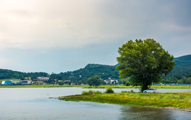 Strom na brehu Zemplínskej Šíravy v lete