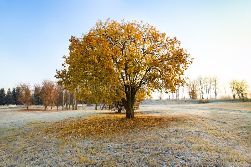 Tree with showered foliage