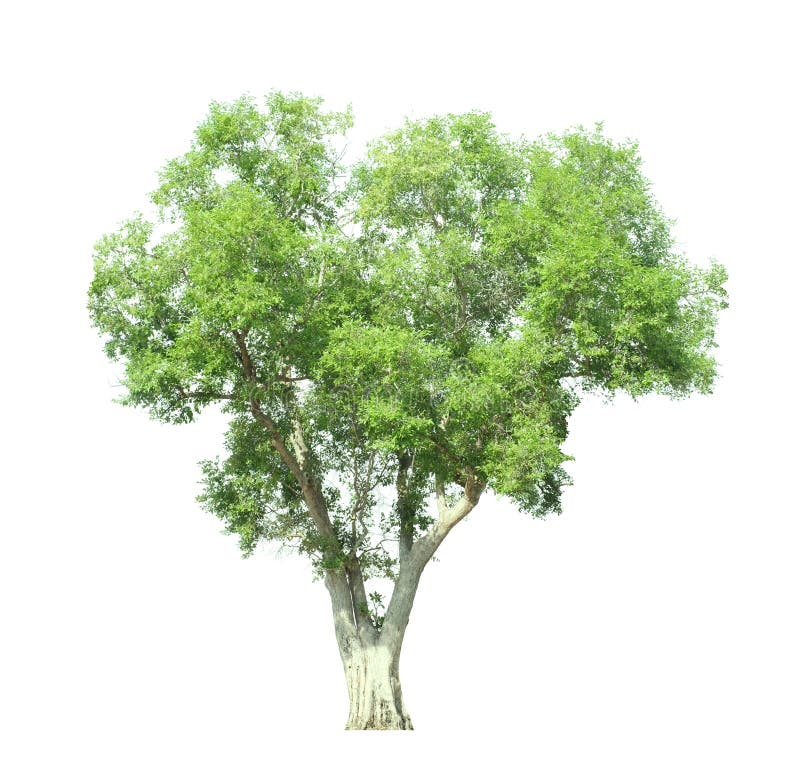 523 Tree Side View Isolated White Background Landscape Stock Photos