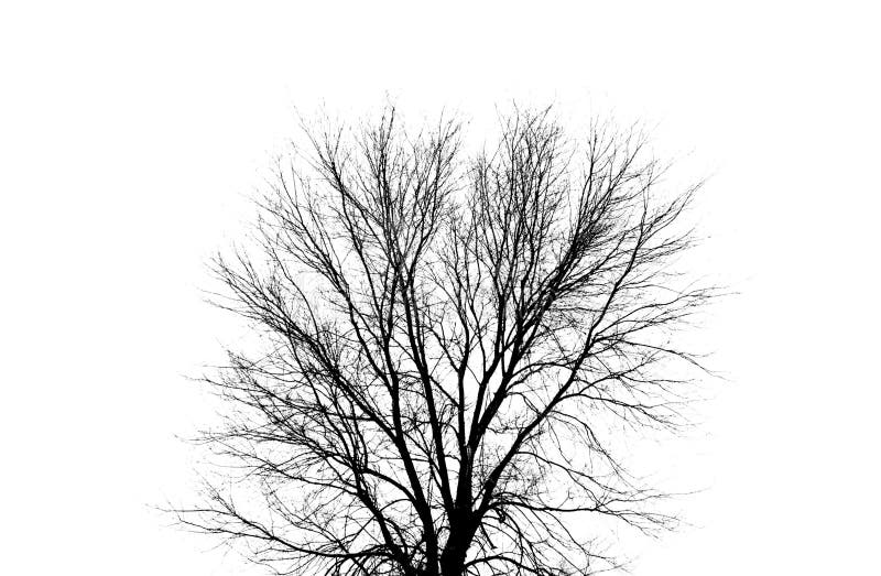 Bare Tree Silhouette Isolation Stock Image - Image of evening, fall ...