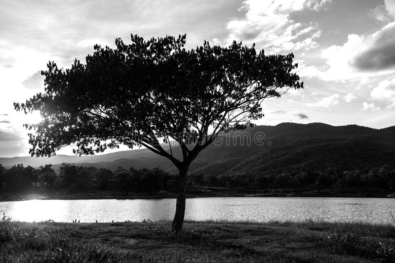 Tree silhouette black