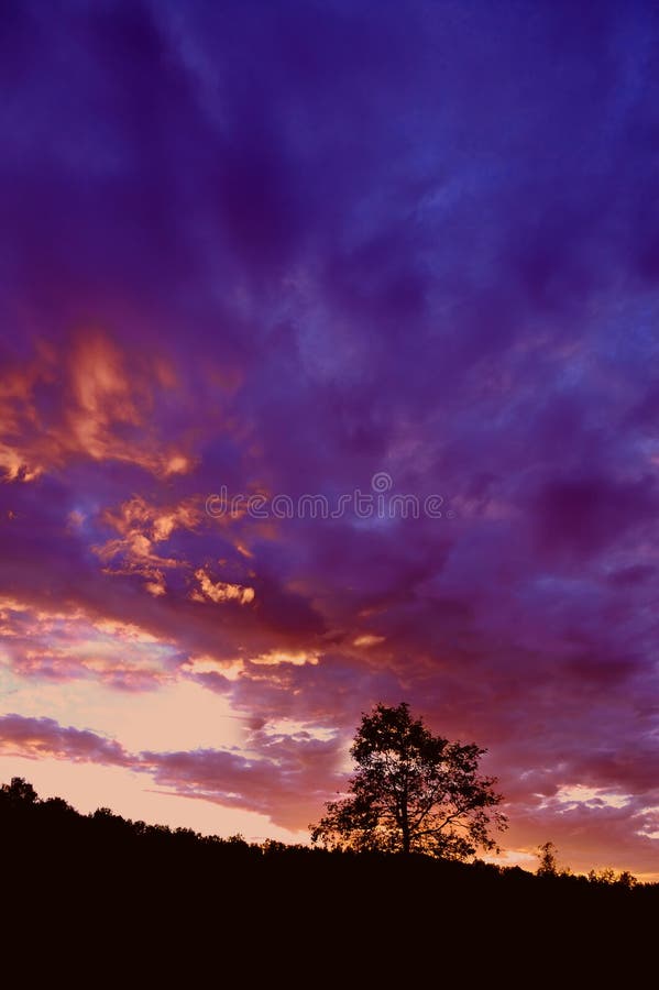 Tree silhouette at sunset