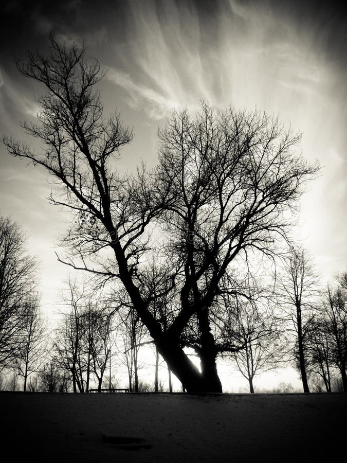 Tree sillhouette at sunset