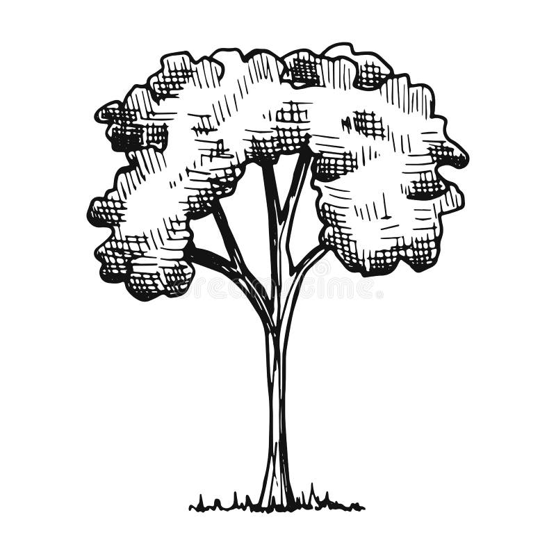 Tree Sketch. Hand Drawing Vector Illustration Stock Vector ...