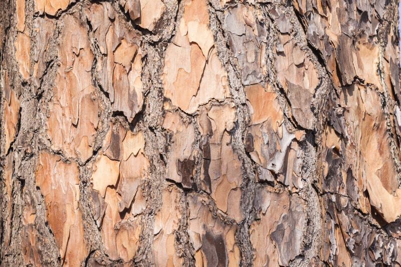 Tree Skin Bark Detail stock image. Image of rough, color 57434125