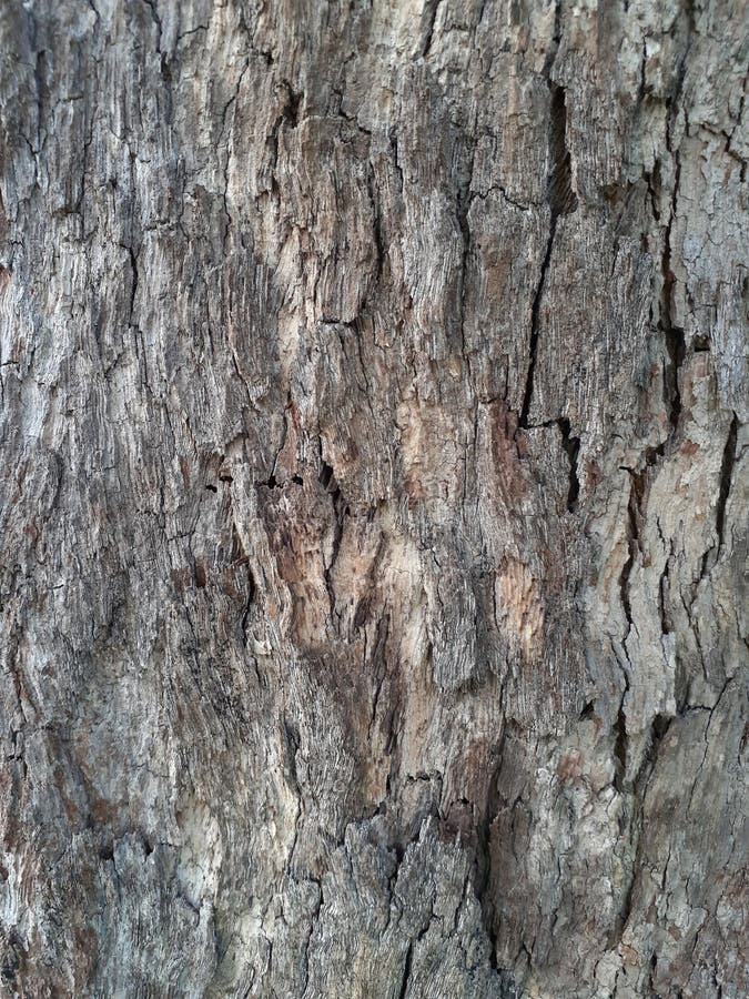 Skin of bark stock image. Image of material, design 120546993