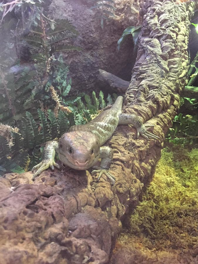 Tree Skink in a tree relaxing on a branch in the midst of a jungle royalty free stock images Tree Skink in a tree relaxing on a branch in the midst of a jungle royalty free stock images