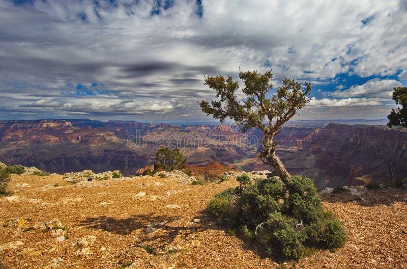 Tree and sky landscape at Grand Cayon