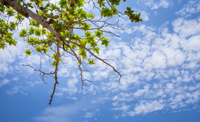 Tree and sky royalty free stock photo Tree and sky royalty free stock photo