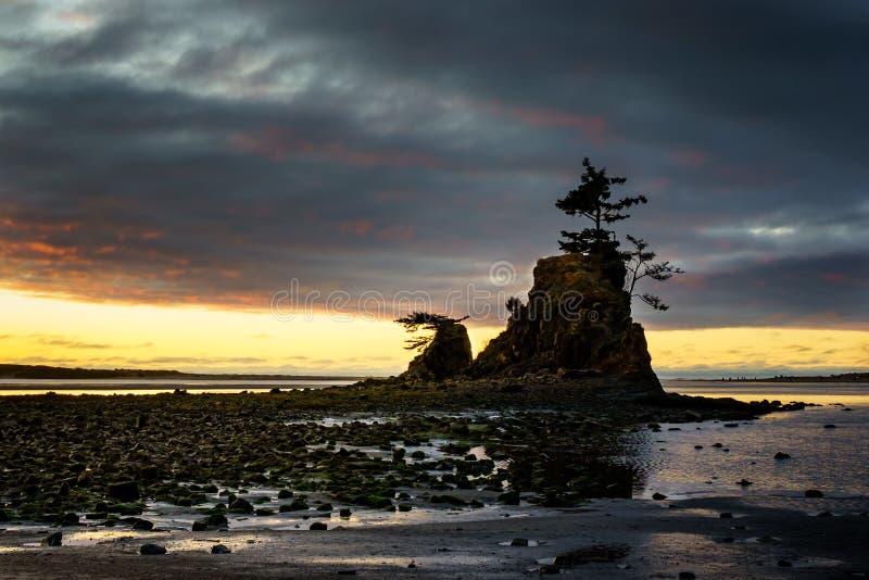 A tree on a small cliff in the middle of the water at Siletz Bay