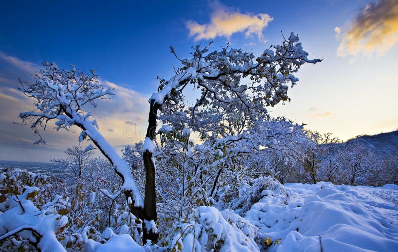 Tree in a snow