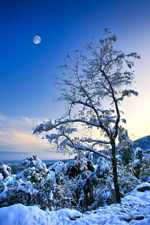 Tree in a snow