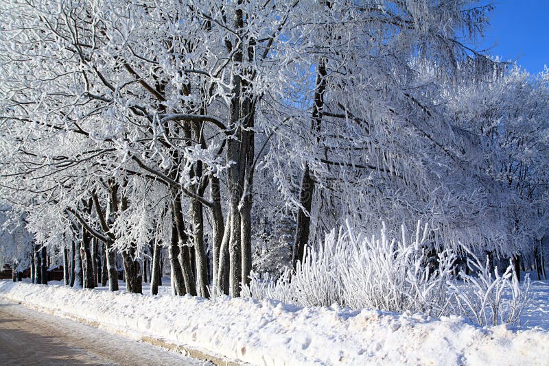 Tree in snow