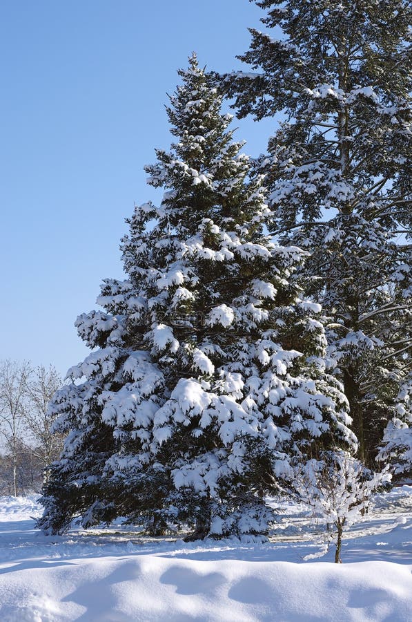 Tree in the snow stock photography